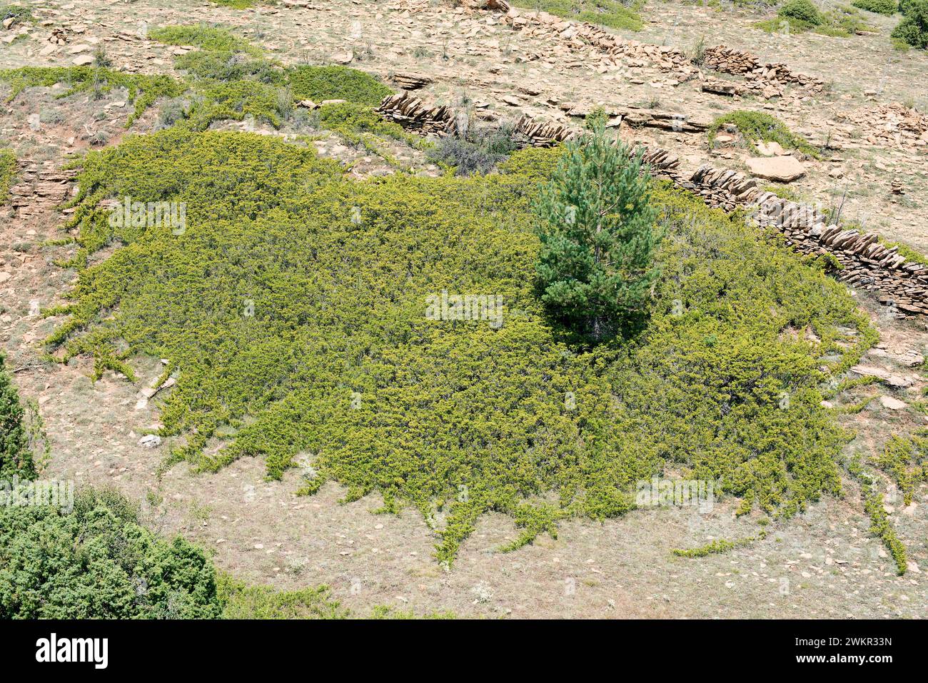 Savin juniper (Juniperus sabina) is a creeping poisonous shrub native to mountains of central and southern Europe, Turkey and Algeria. This photo was Stock Photo