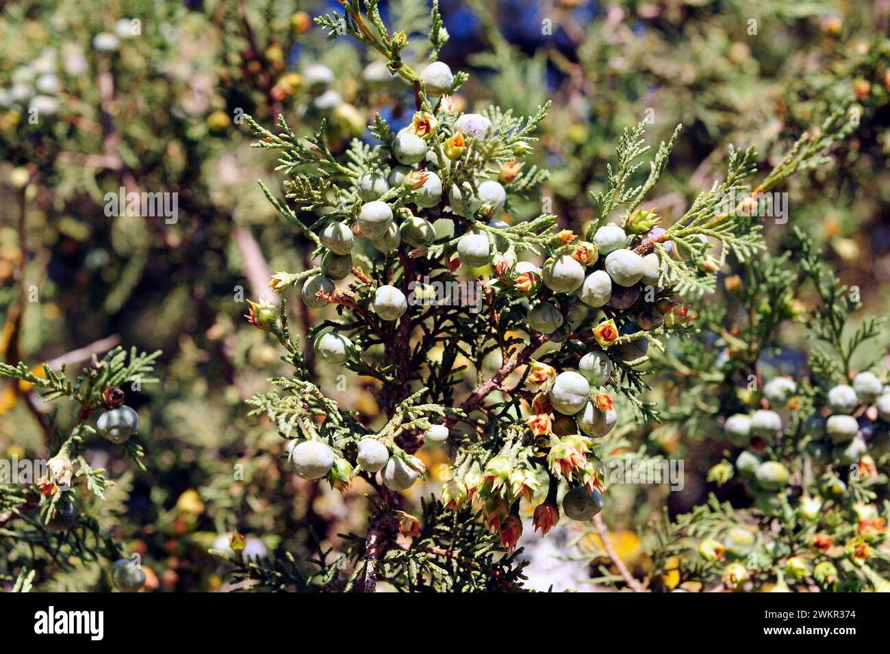 Spanish juniper (Juniperus thurifera) is a dioecious coniferous evergreen tree native to Spain mountains, French and Italian Alps and Atlas (Morocco). Stock Photo