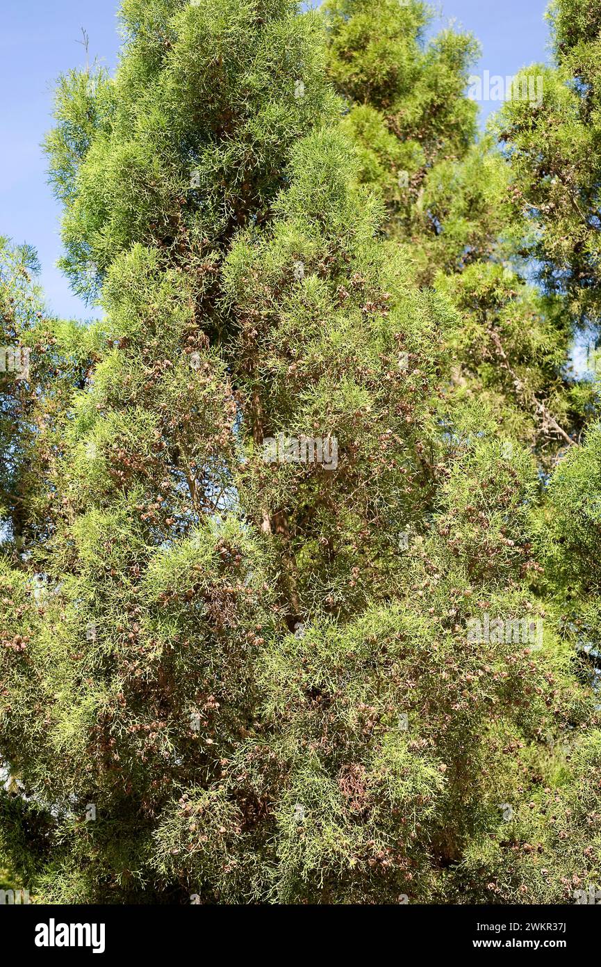 Araar, sandarac or Barbary thuja (Tetraclinis articulata) is a coniferous evergreen tree endemic to western Mediterranean region, specially northern A Stock Photo