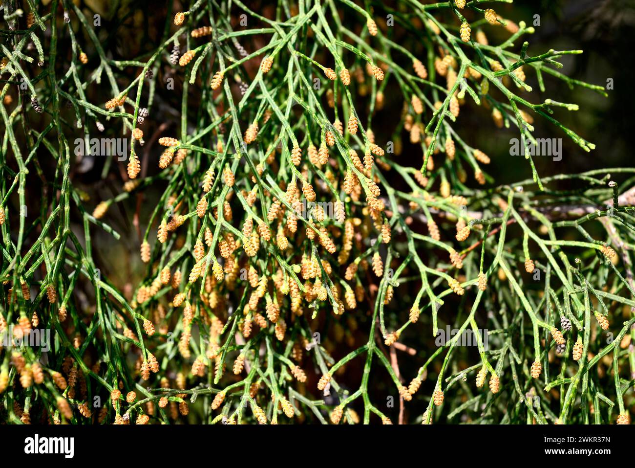 Araar, sandarac or Barbary thuja (Tetraclinis articulata) is a coniferous evergreen tree endemic to western Mediterranean region, specially northern A Stock Photo