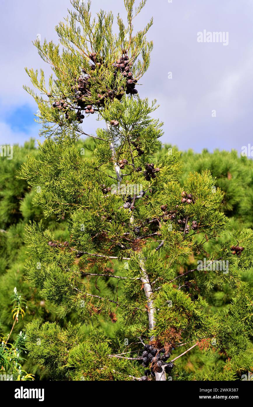 Mountain cypress (Widdringtonia nodiflora) is a coniferous evergreen small tree or shrub native to South Africa mountains. Stock Photo