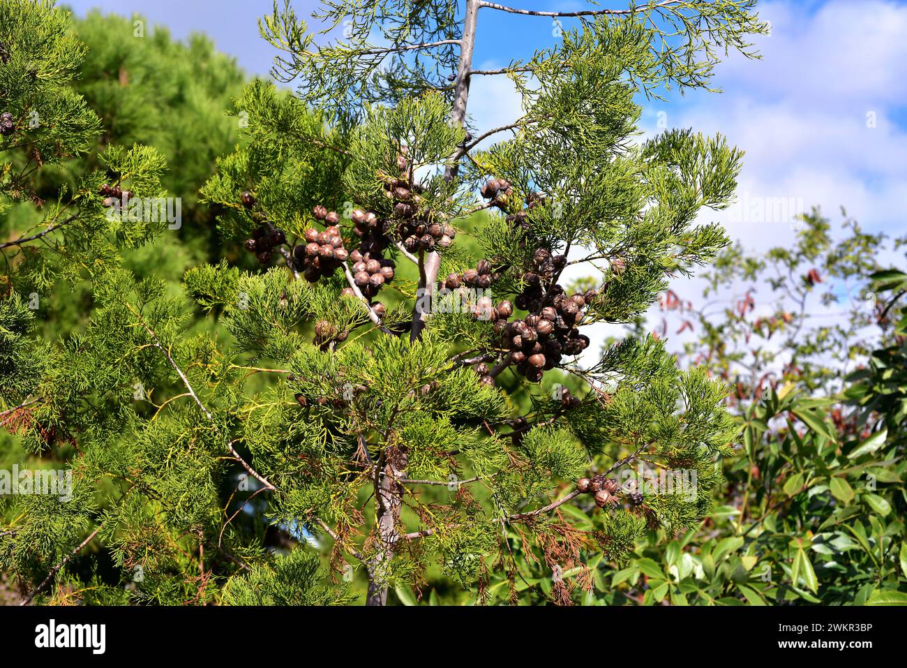 Mountain cypress (Widdringtonia nodiflora) is a coniferous evergreen small tree or shrub native to South Africa mountains. Cones and leaves detail. Stock Photo