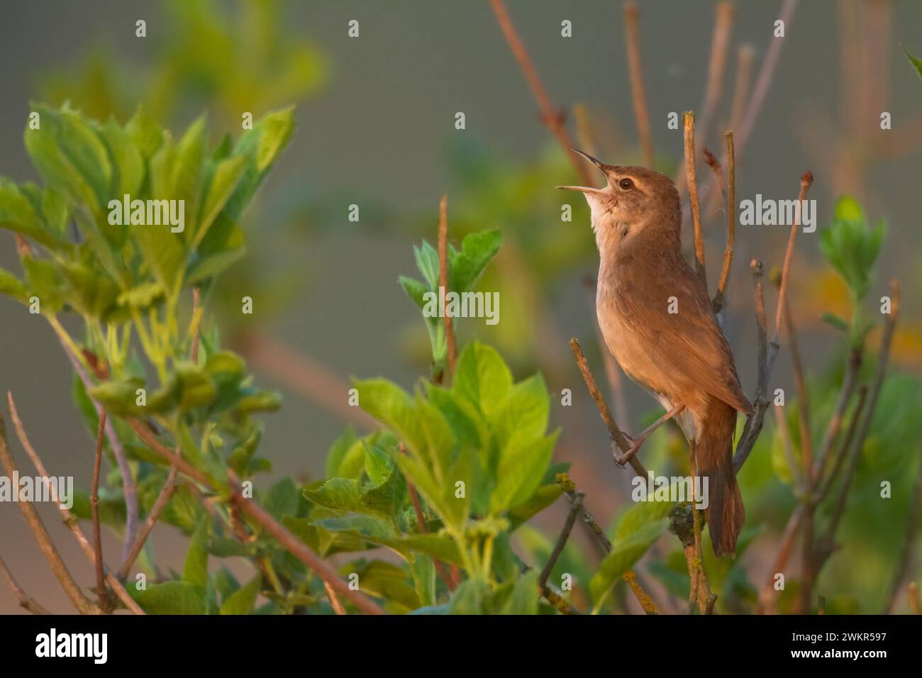 Bird Savi's warbler singing on a reed stalk. Song bird in the nature ...