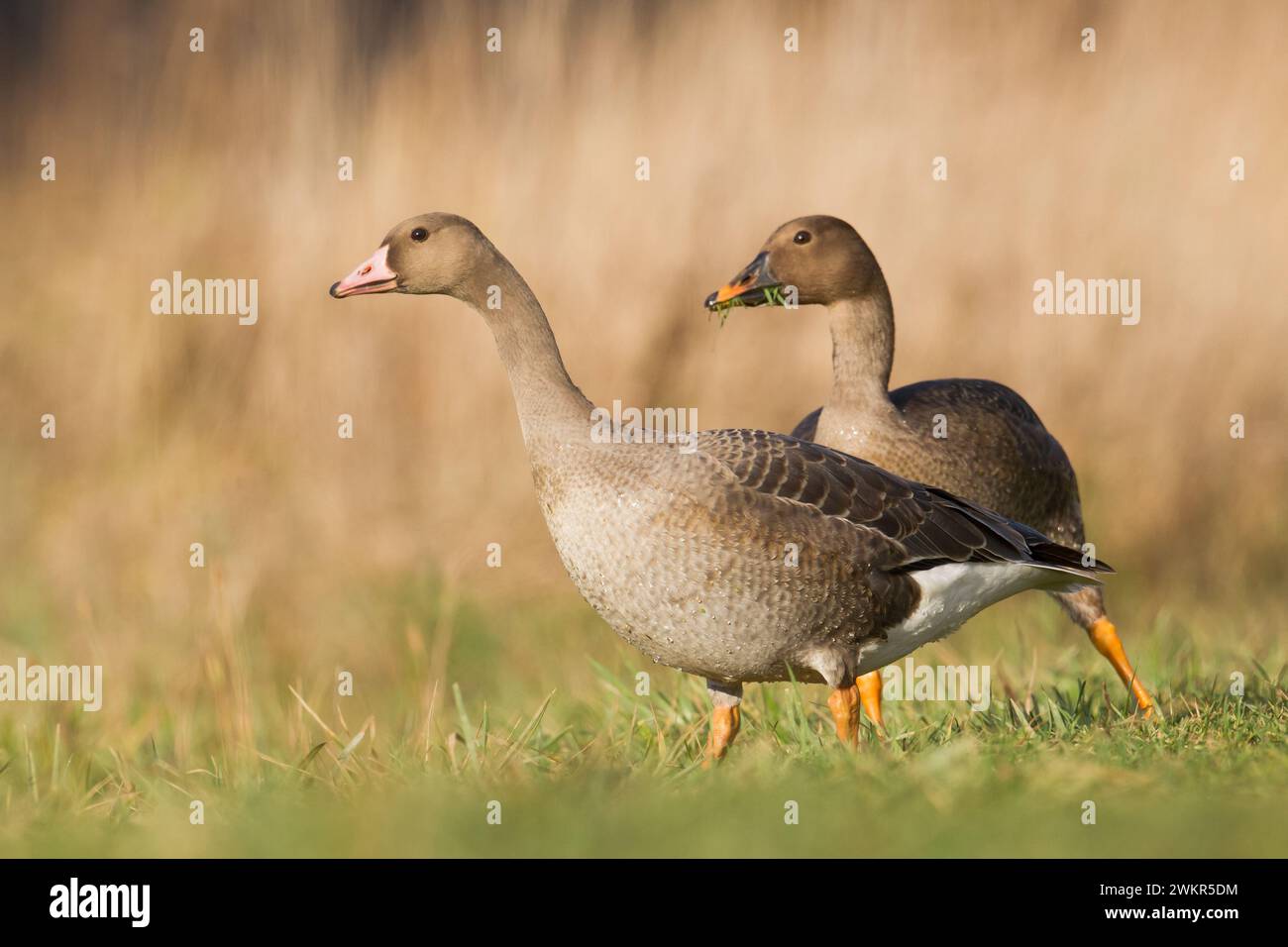 Bird goose - Anser fabalis Bean Goose migratory bird resting in Poland Europe, autumn Stock Photo