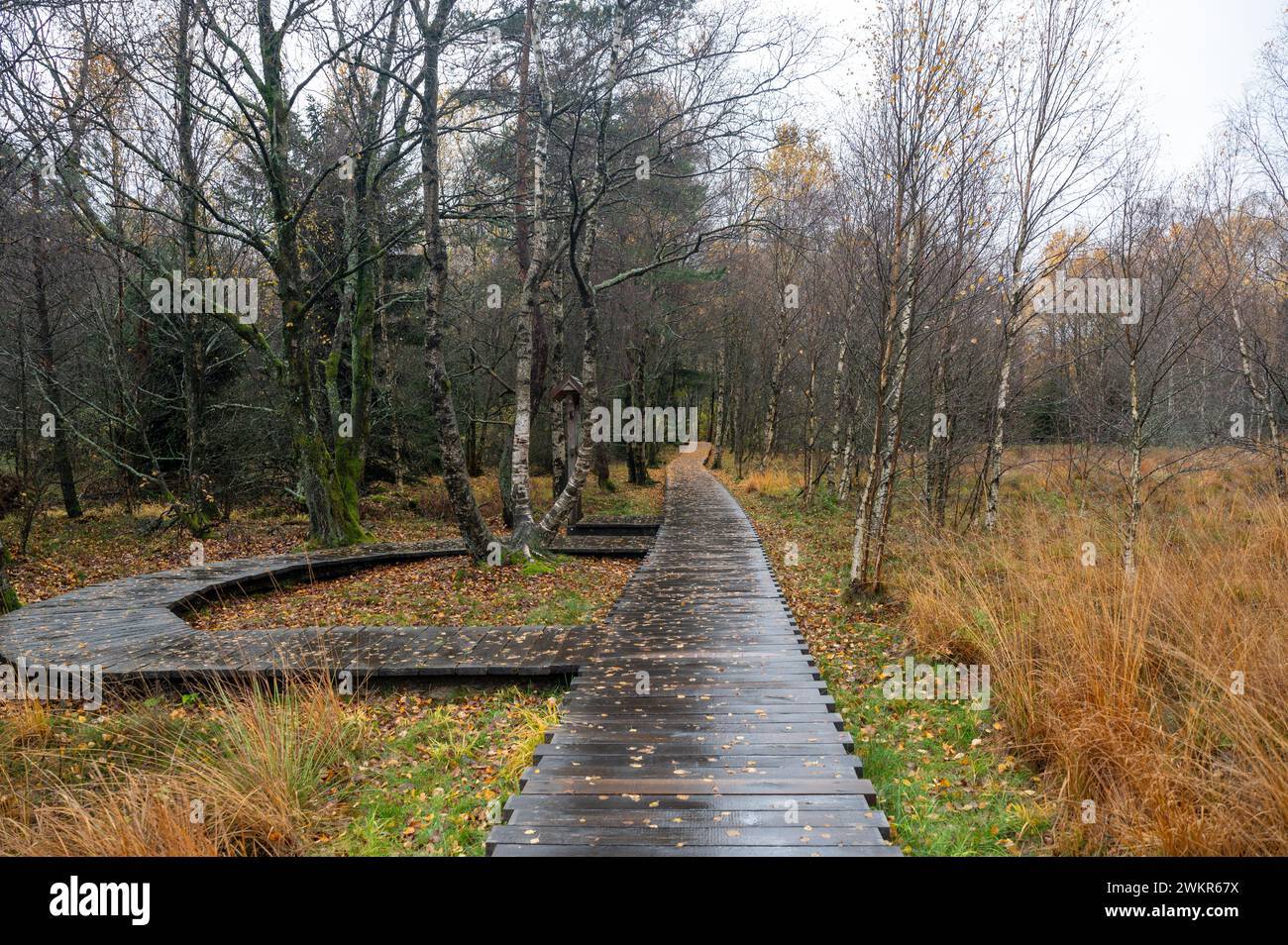 Wooden footbridge in the Schwarzes Moor in the Rhoen, Bavaria, Germany, in autumn after rain Stock Photo