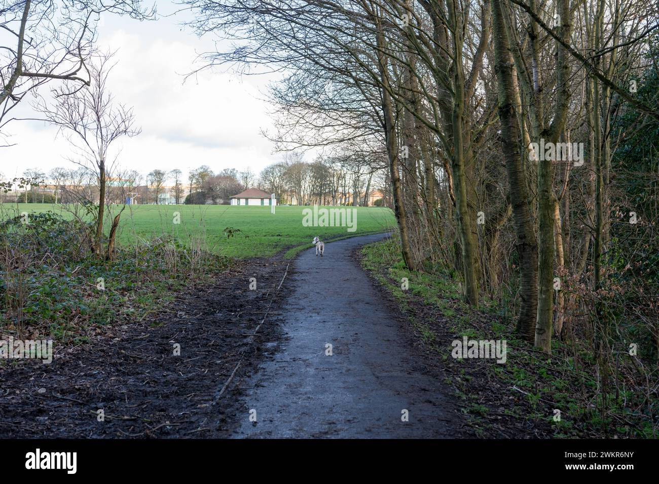 A small dog walking alone on a wet path through trees in a park in winter. Dog walking theme. Stock Photo