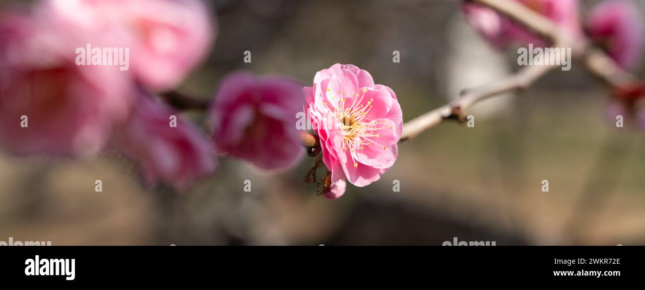 Beautiful pink plum flower blossom in springtime with blue sky background. Stock Photo