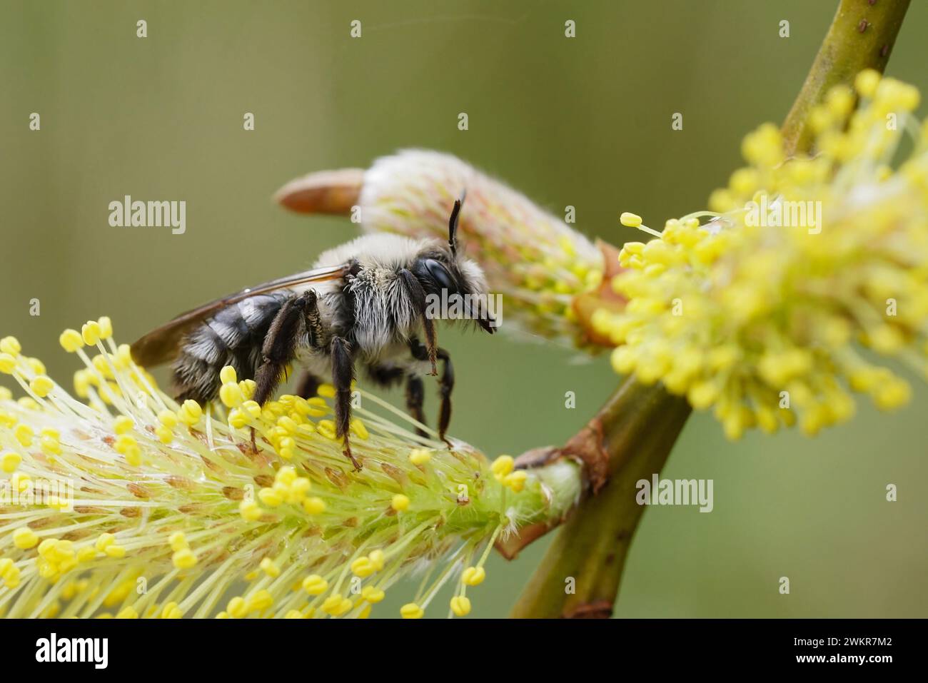 Natural colorful closeup on a female grey-backed mining bee, Andrena vaga sitting on yellow Willow pollen , Salix caprea Stock Photo