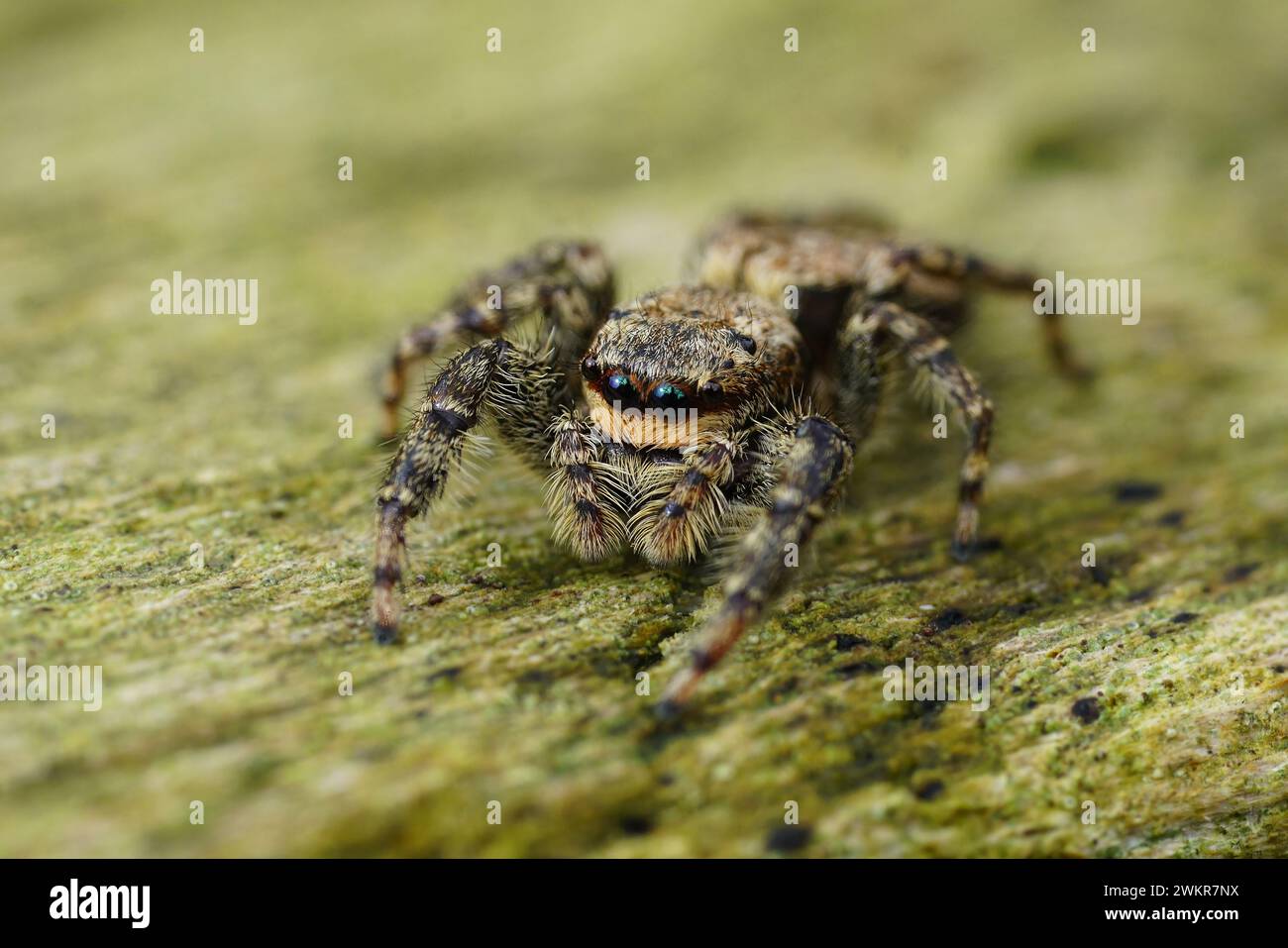 Natural closeup on a small European Fencepost jumping spider, Marpissa muscosa sitting on wood Stock Photo