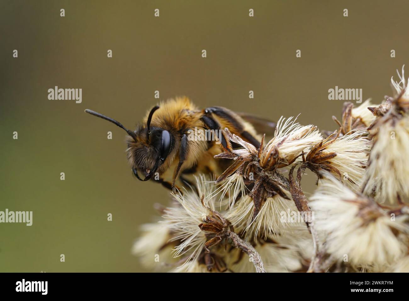 Natural closeup on a female of the rare and early flying Large Sallow, Mining Bee , Anderna apicata sitting on vegetation Stock Photo
