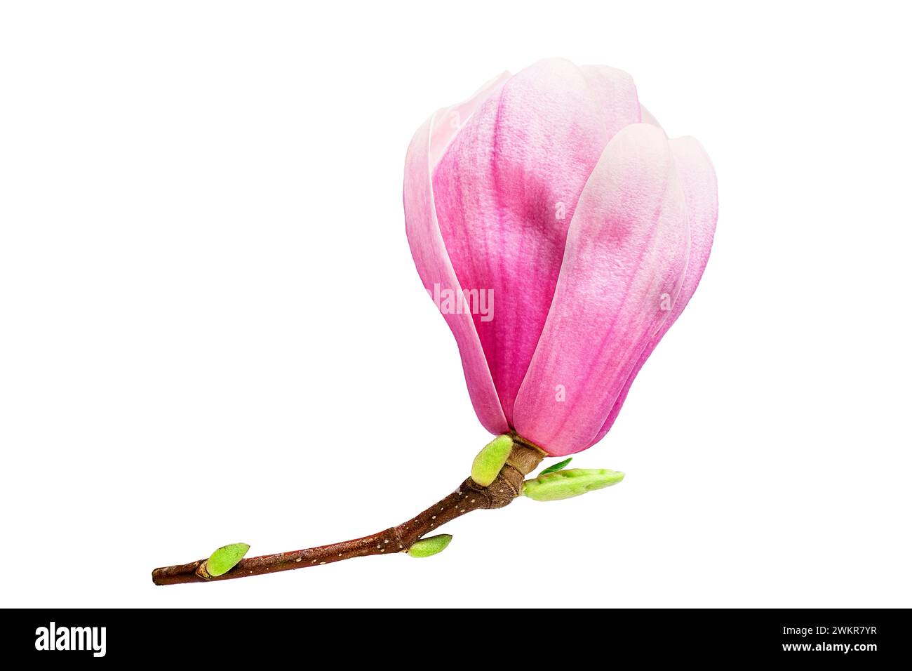 Pink magnolia flower isolated on white background Stock Photo - Alamy