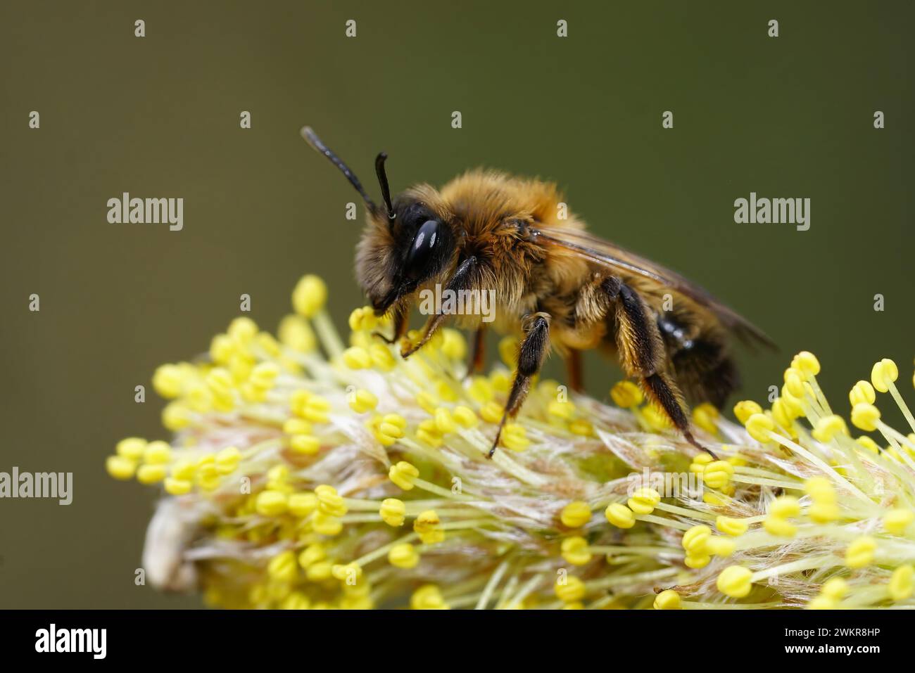 Natural closeup on a female of the rare and early flying Large Sallow, Mining Bee , Anderna apicata sitting on a yellow pollen loaded Willow catkin , Stock Photo