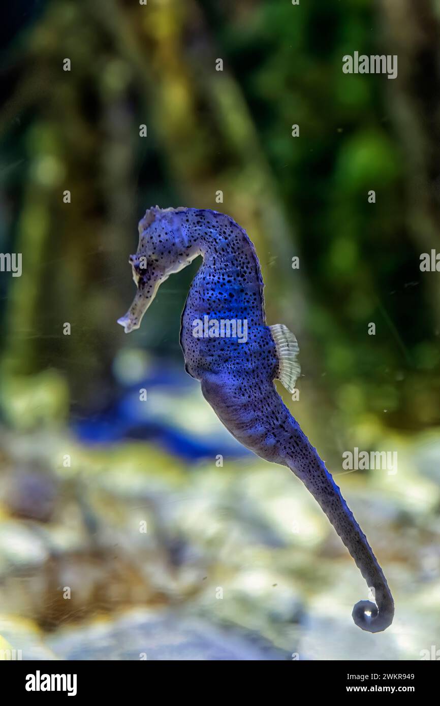 A pot-bellied seahorse gently hovers in the aquatic surroundings, its unique shape and spotted skin highlighted in the water Stock Photo