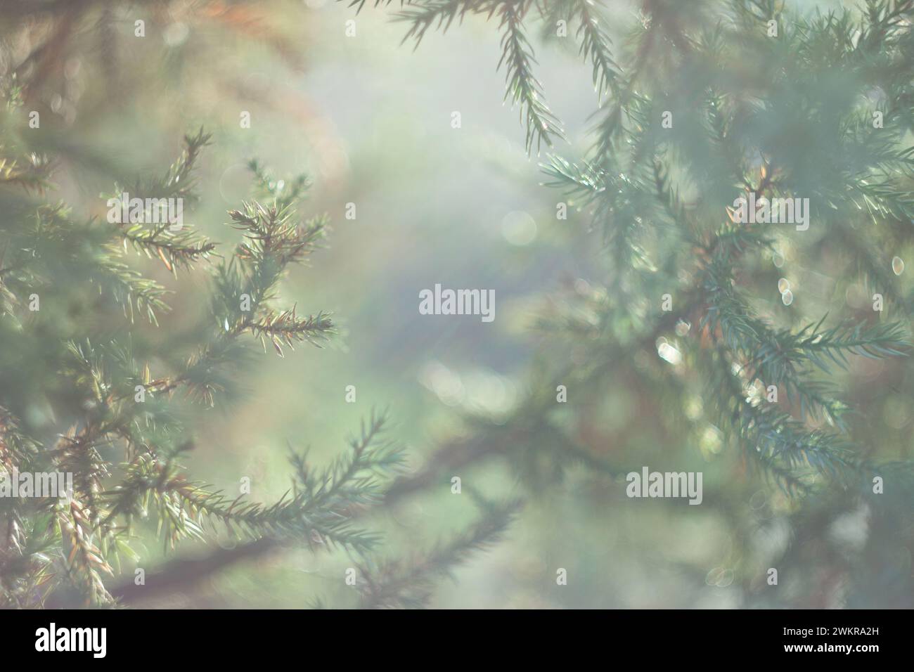 Pine tree branches close hi-res stock photography and images - Alamy