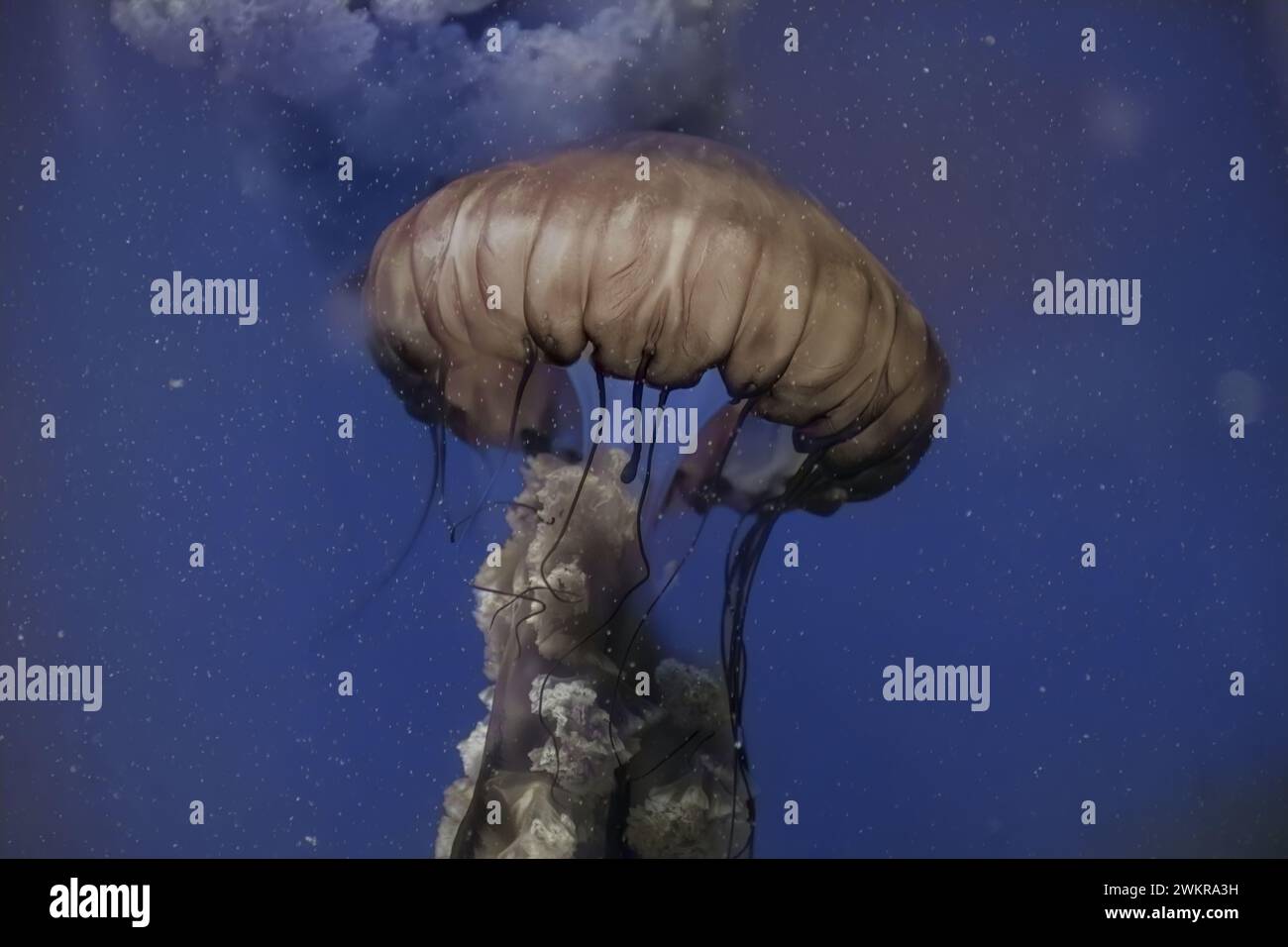 Pacific Sea Nettle Jellyfish Drifting in Deep Blue Water Stock Photo
