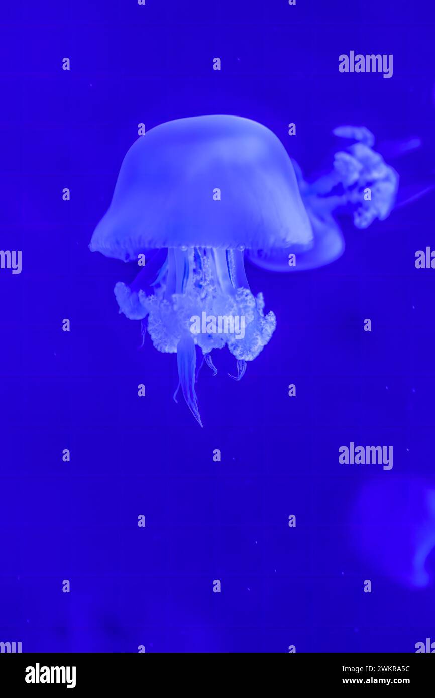 Graceful Rhopilema Esculentum Jellyfish in Deep Blue Sea Stock Photo