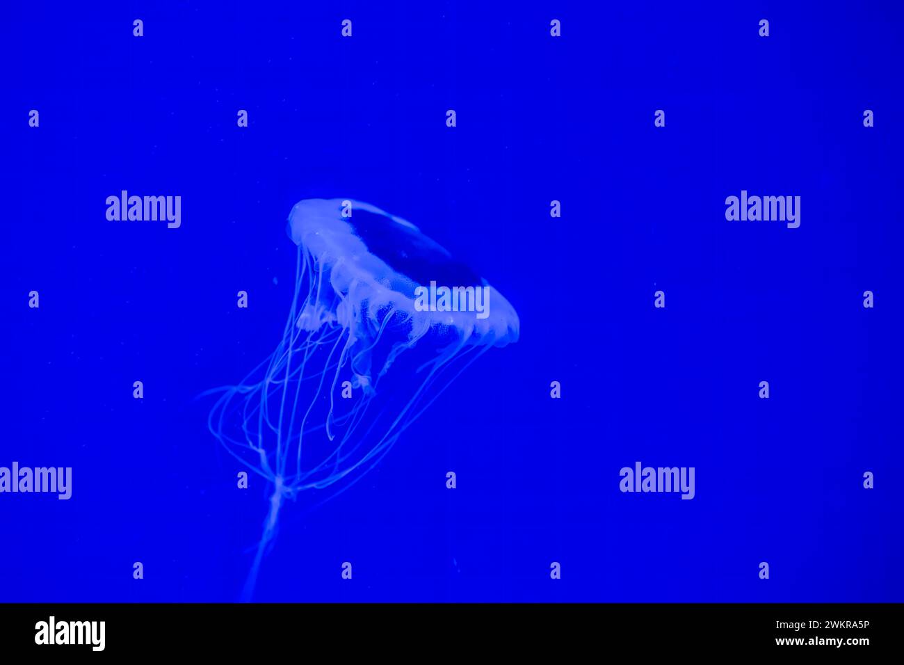 acific Sea Nettle Jellyfish in Deep Blue Sea Stock Photo