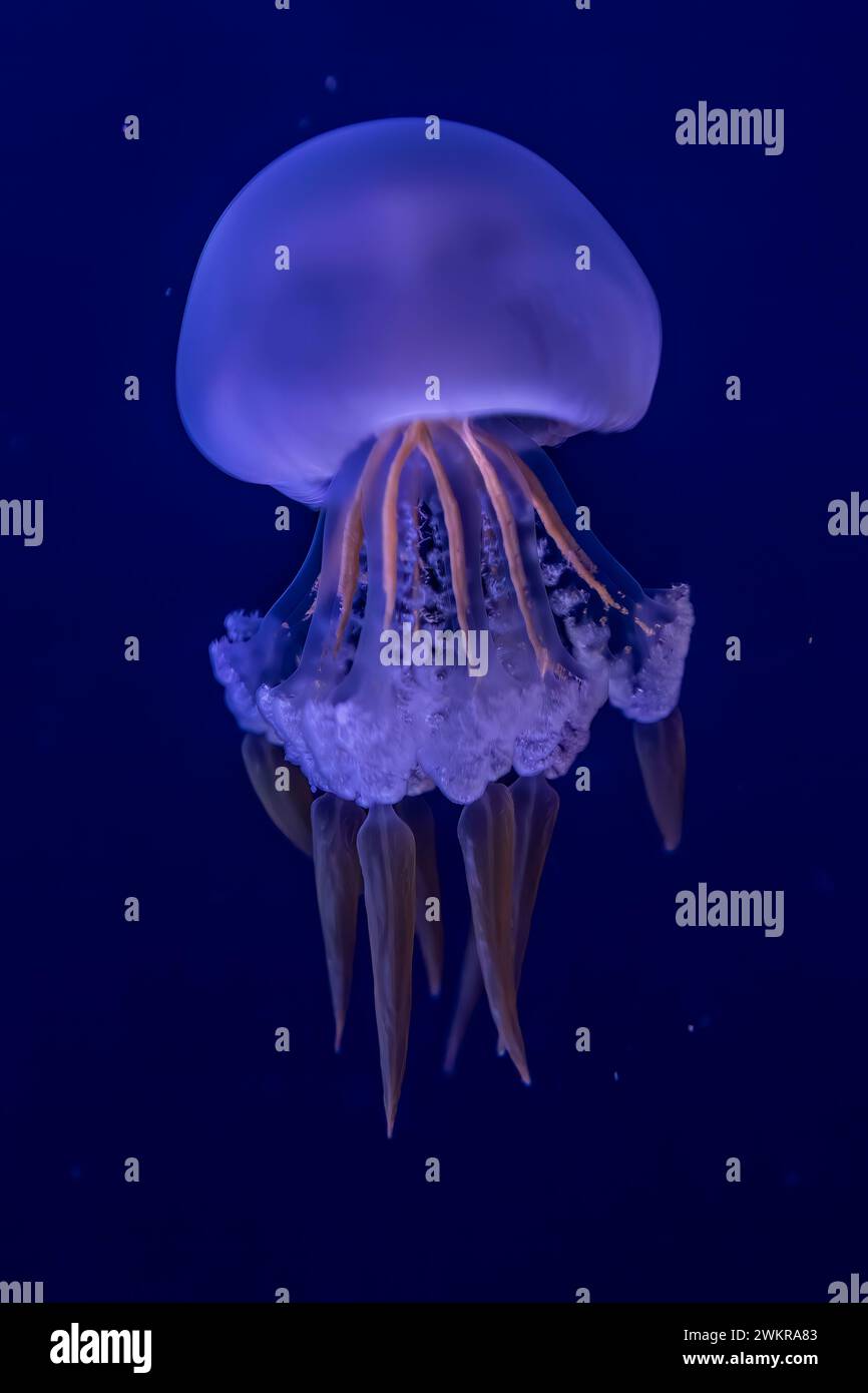 Graceful Rhopilema Esculentum Jellyfish in Deep Blue Sea Stock Photo