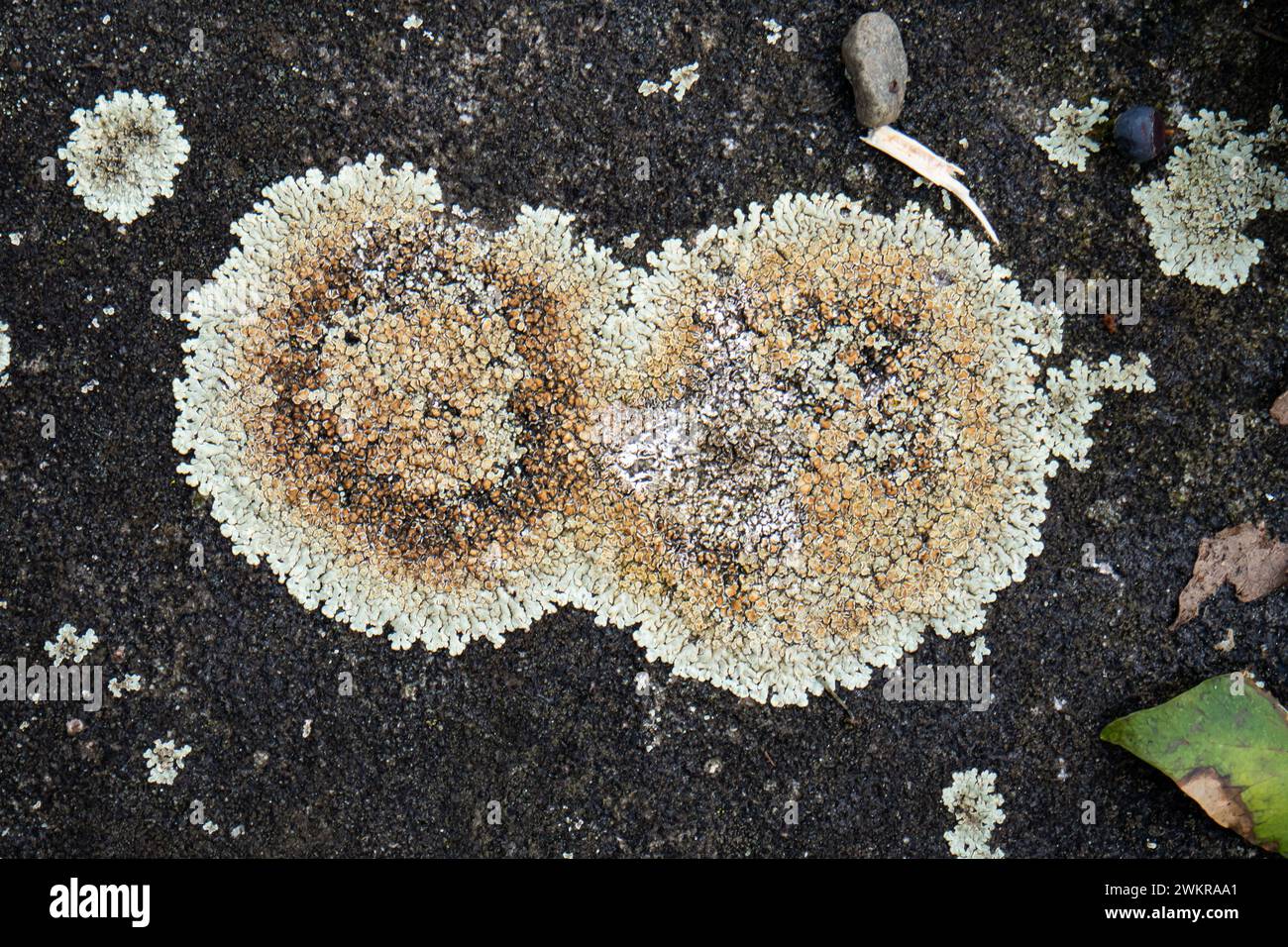 Lichen Lecanora or stone lichen growing. Top view, close up shot, no people. Stock Photo