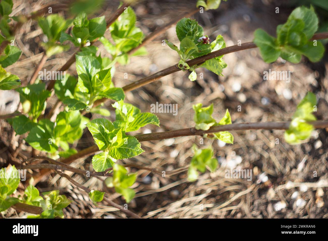 Opening Hydrangea leaves in the spring garden Stock Photo