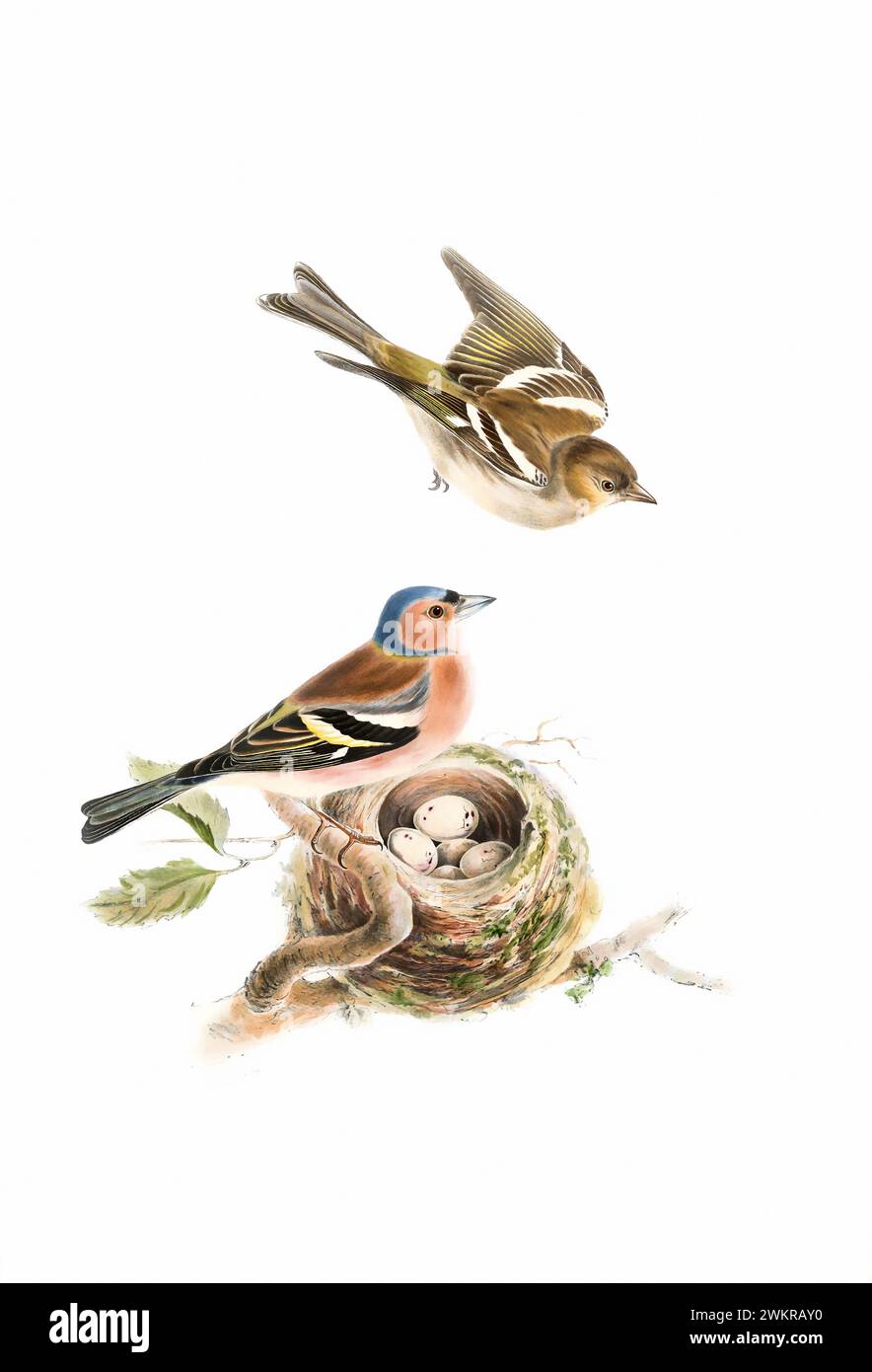 Bird art. Vintage-style bird illustration.Digital Watercolor painting.This artwork works great for design, postcards, fabrics, printing, wedding invit Stock Photo