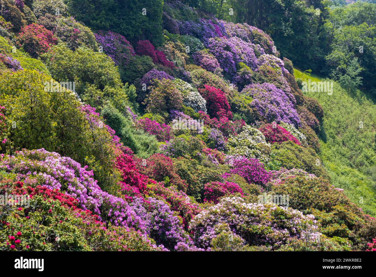 Castell'Arquato (Piacenza), 21/8/24, image size:1300x956