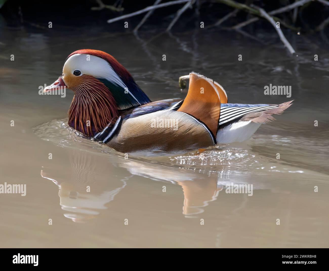 A beautiful mandarin duck male swimming on the water Stock Photo - Alamy