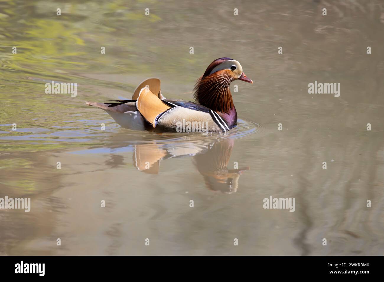 A beautiful mandarin duck male swimming on the water Stock Photo - Alamy