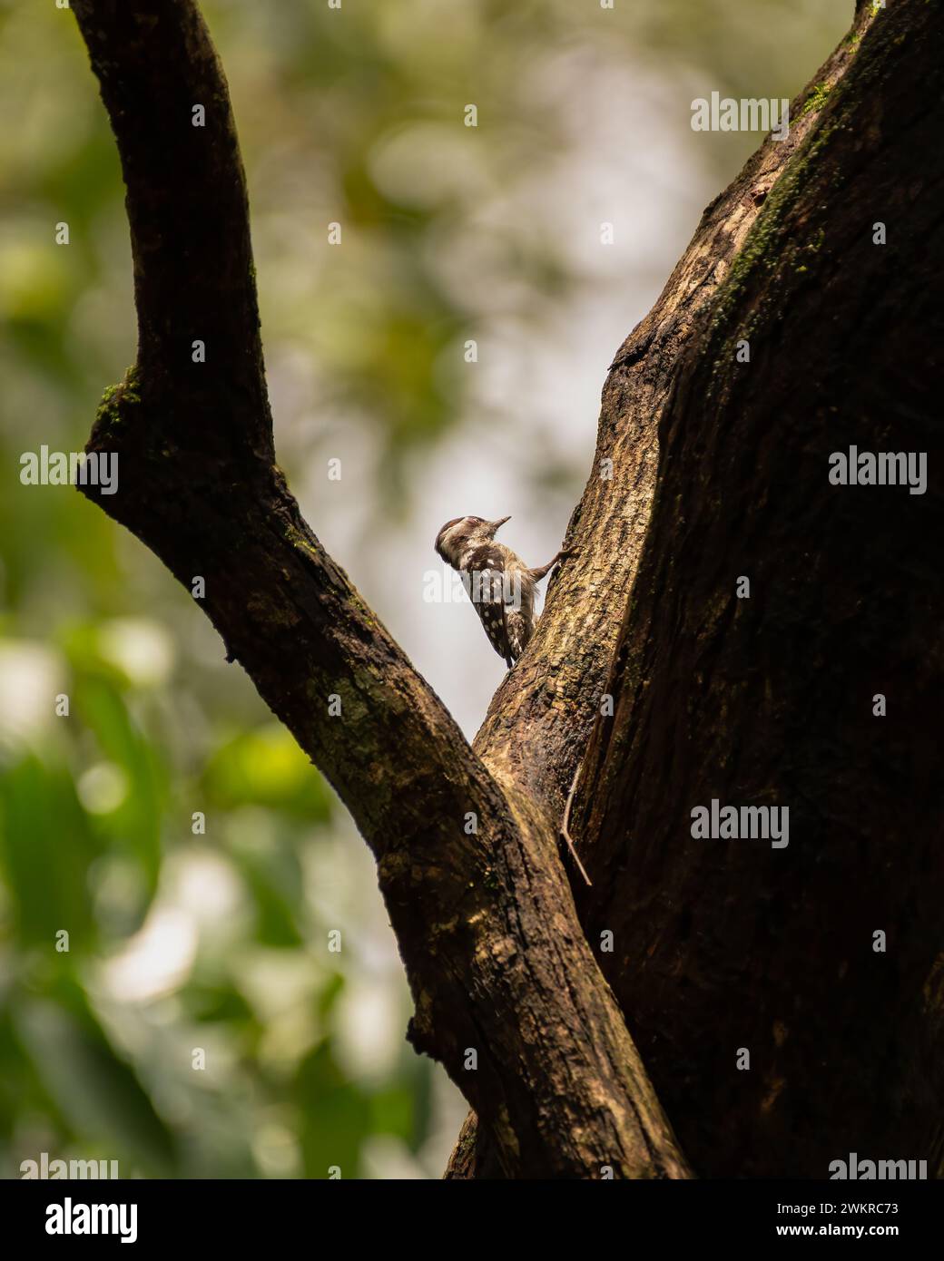 A tiny Brown-capped pygmy woodpecker (dendrocopos nanus) is lit-up by dappled light while perched on a tree trunk in the forest at the Bondla Wildlife Stock Photo