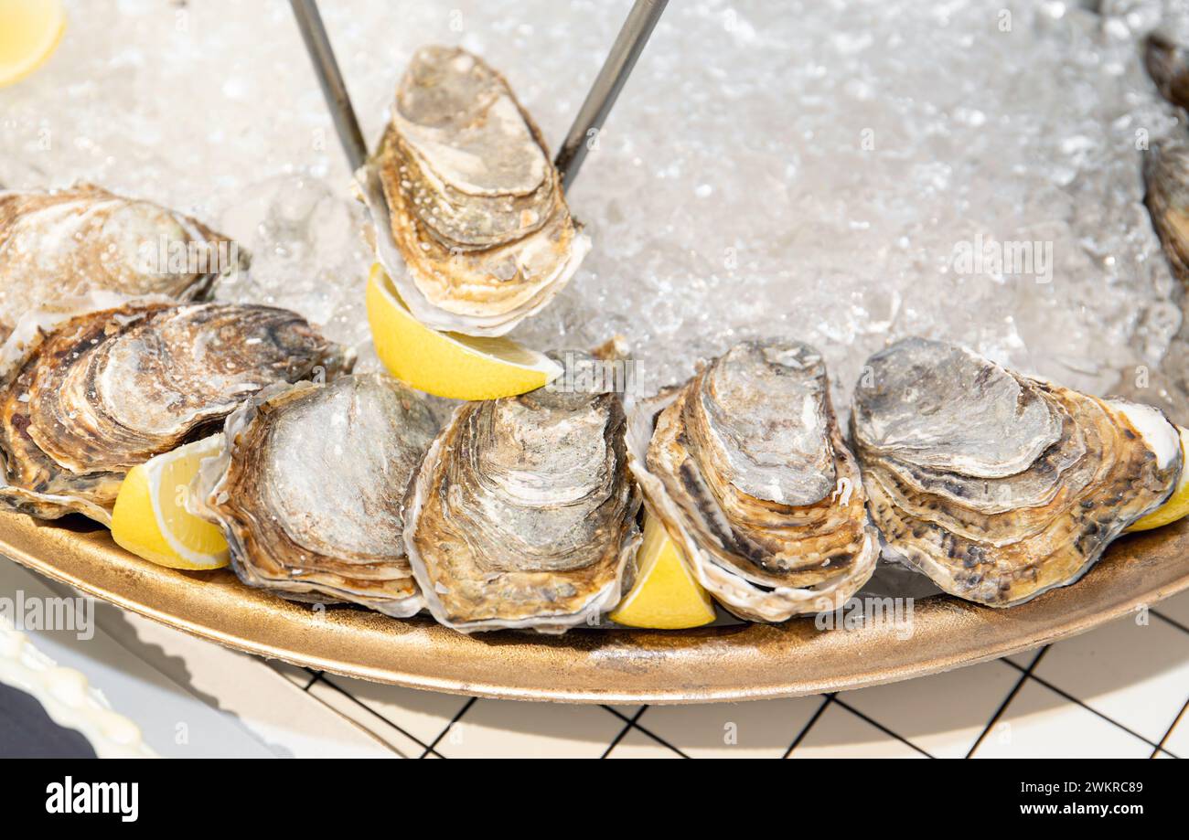 Serving fresh oysters on ice on plate with lemon slices. Ready to eat. Luxury concept. Stock Photo