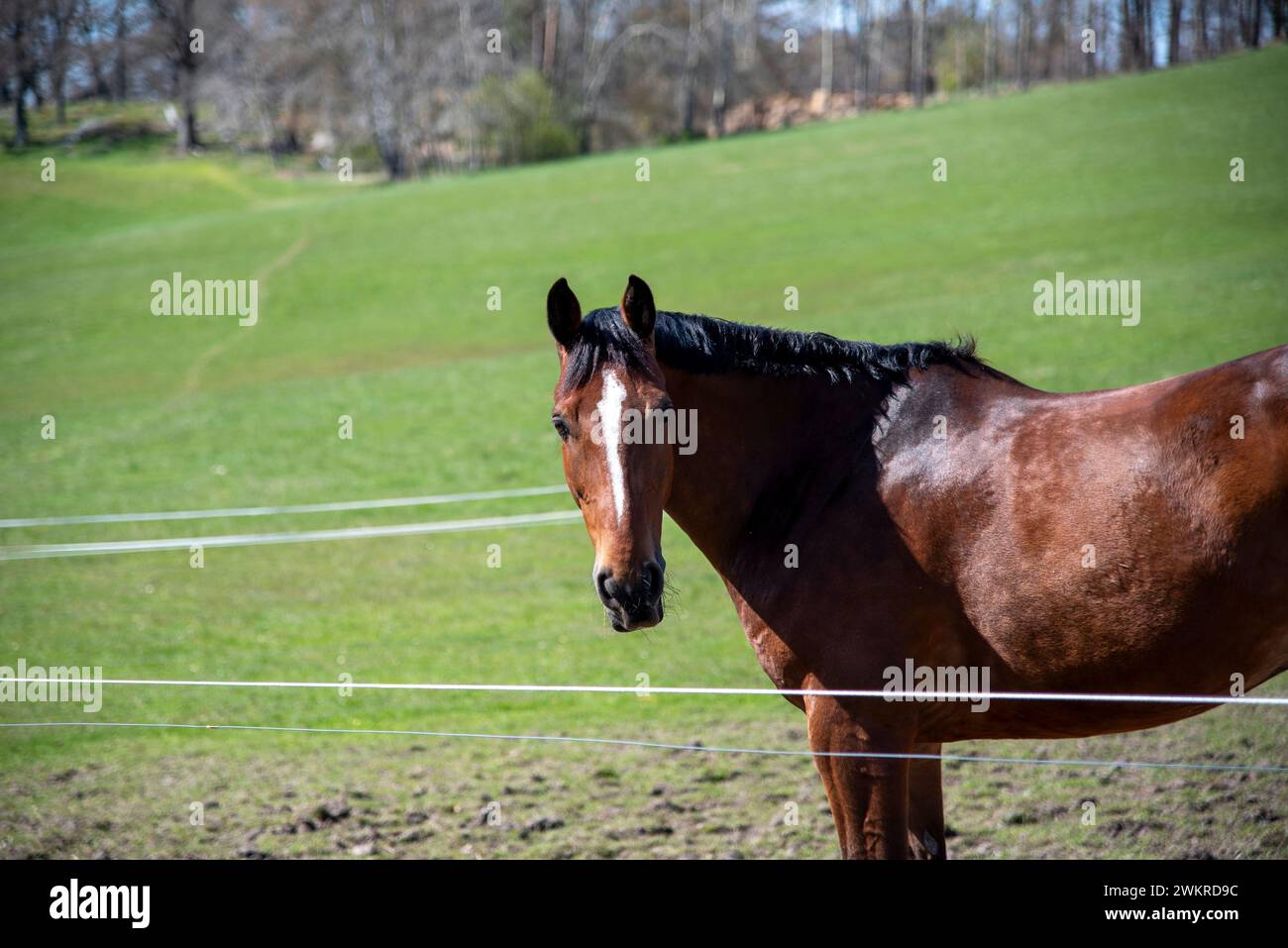 Brown horse looking at the camera Stock Photo