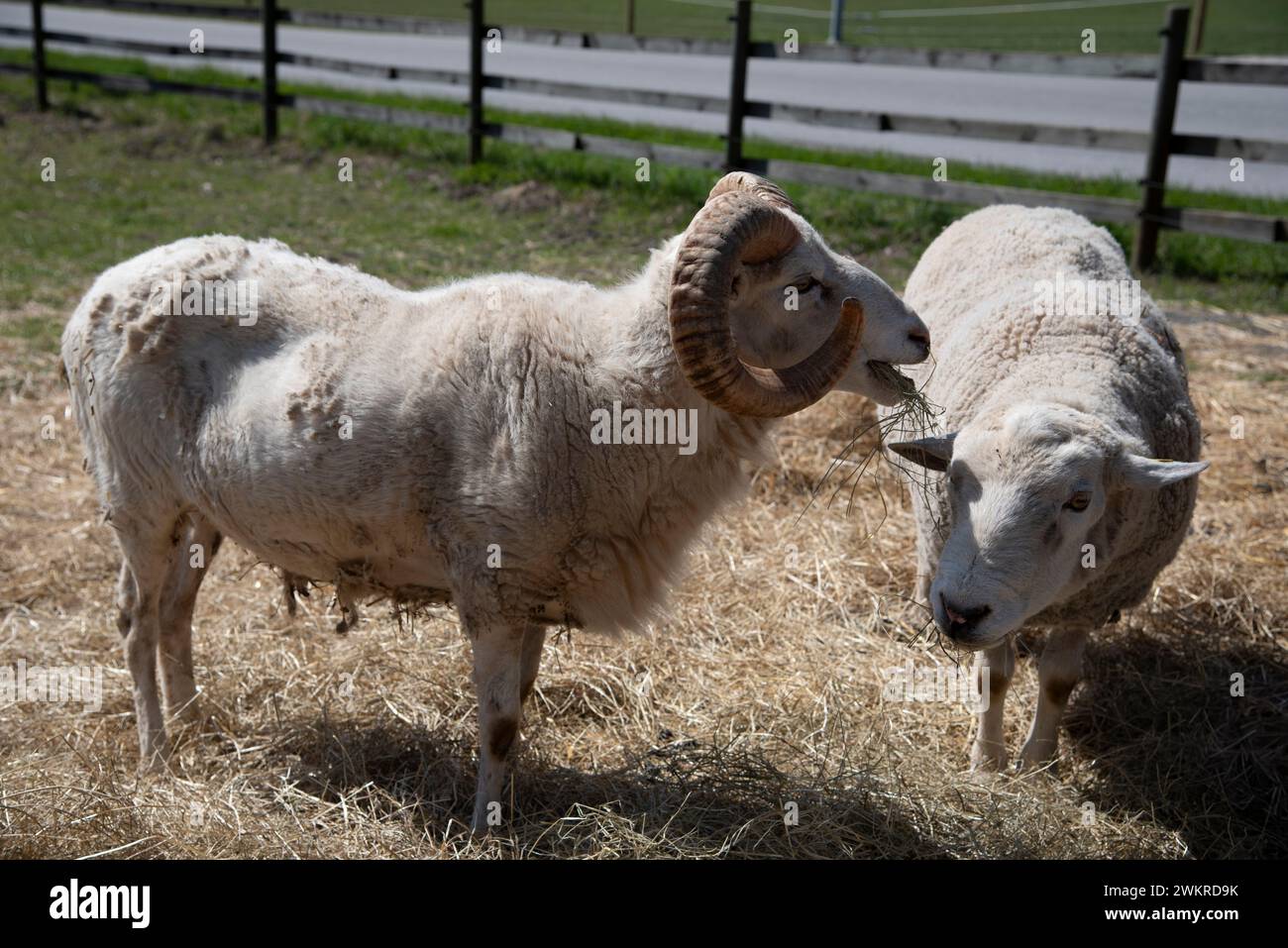 Two sheep eating hay on a sunny day Stock Photo