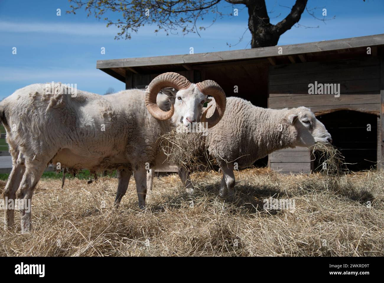 Two sheep eating hay on a sunny day Stock Photo