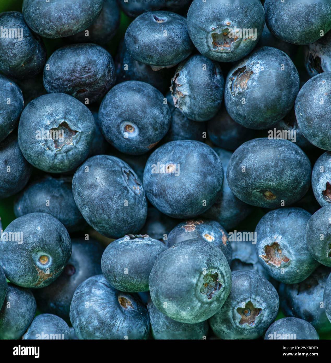 Macro shot of blueberries , shot from above. Stock Photo