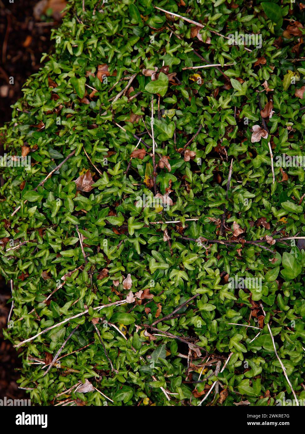 Closeup of the slow and low growing ivy hedera hibernica spetchley. Stock Photo