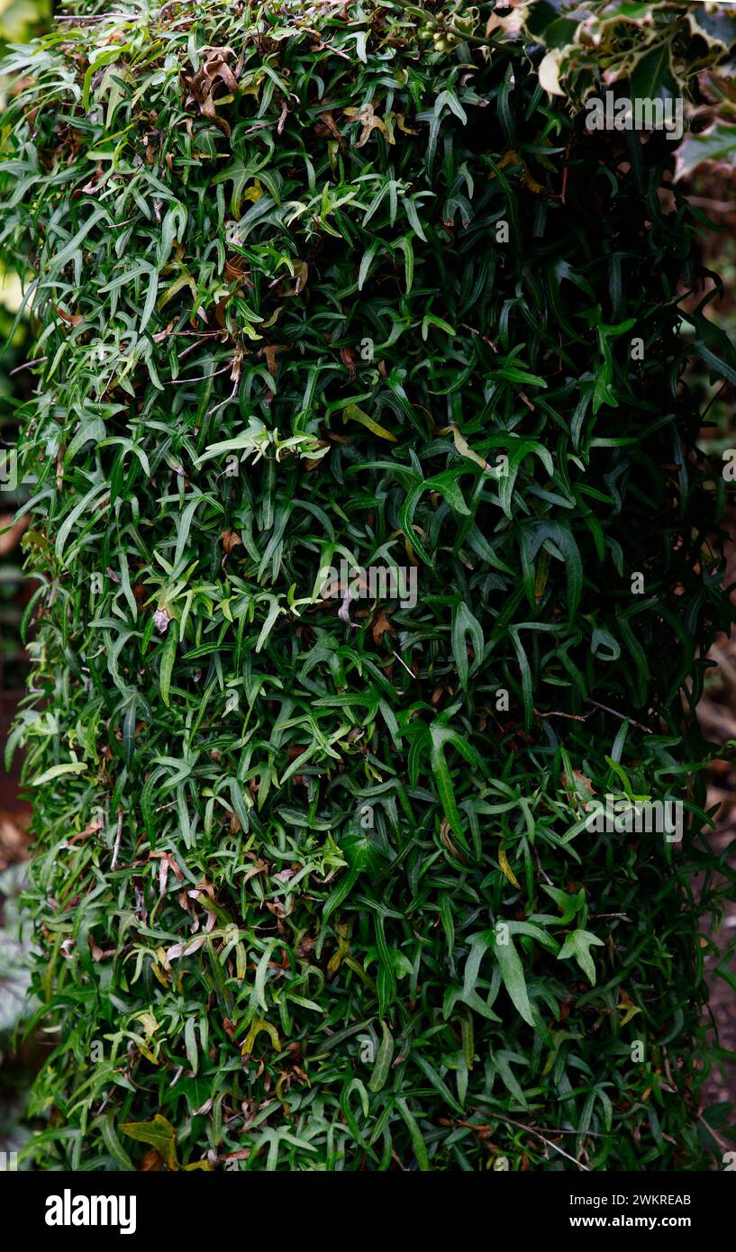 Closeup of the evergreen climbing plant hedera helix tripod. Stock Photo