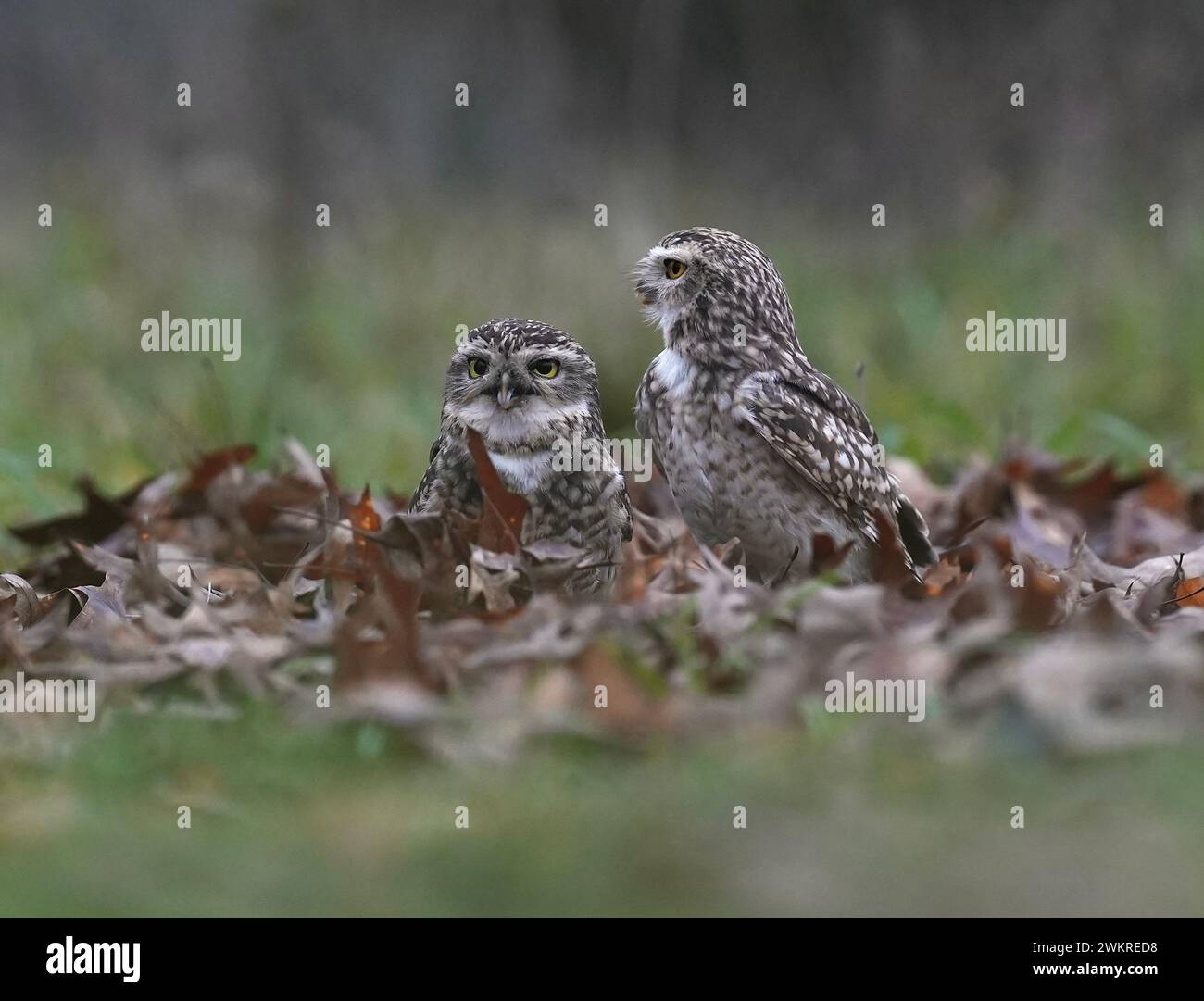 Cute pair    THE CUTEST images show a burrowing owl leaping over the other as if playing the game 'leapfrog.'       These owls live underground in bur Stock Photo