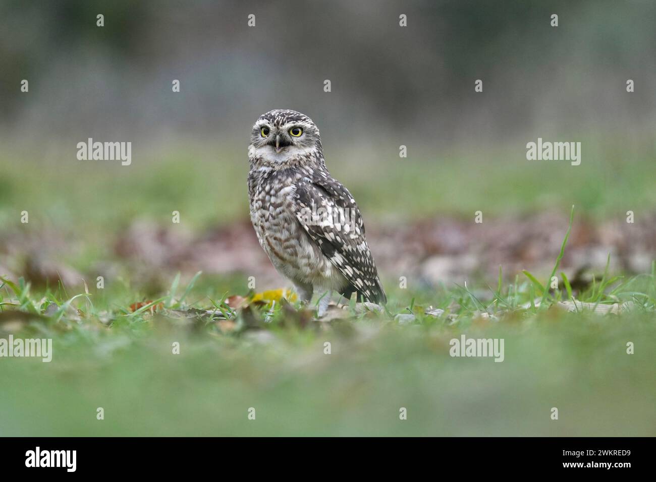 smiling owl THE CUTEST images show a burrowing owl leaping over the