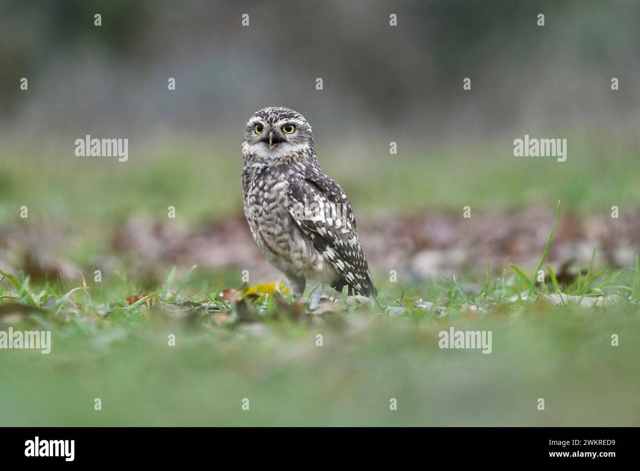 smiling owl   THE CUTEST images show a burrowing owl leaping over the other as if playing the game 'leapfrog.'       These owls live underground in bu Stock Photo