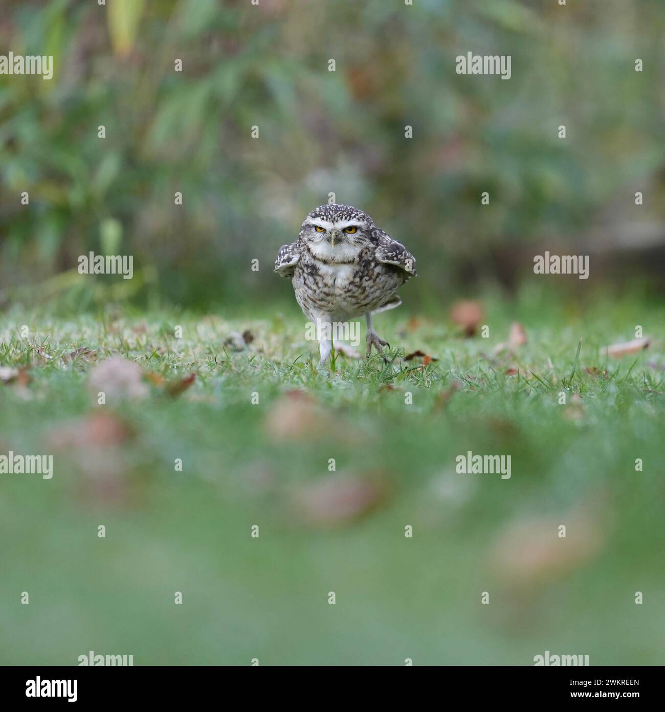 Walking with a purpose   THE CUTEST images show a burrowing owl leaping over the other as if playing the game 'leapfrog.'       These owls live underg Stock Photo
