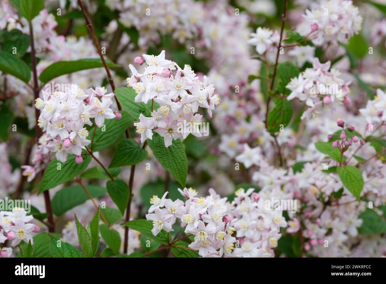Deutzia x rosea Yuki Cherry Blossom Panicles of small  pink-flushed flowers in early summer Stock Photo