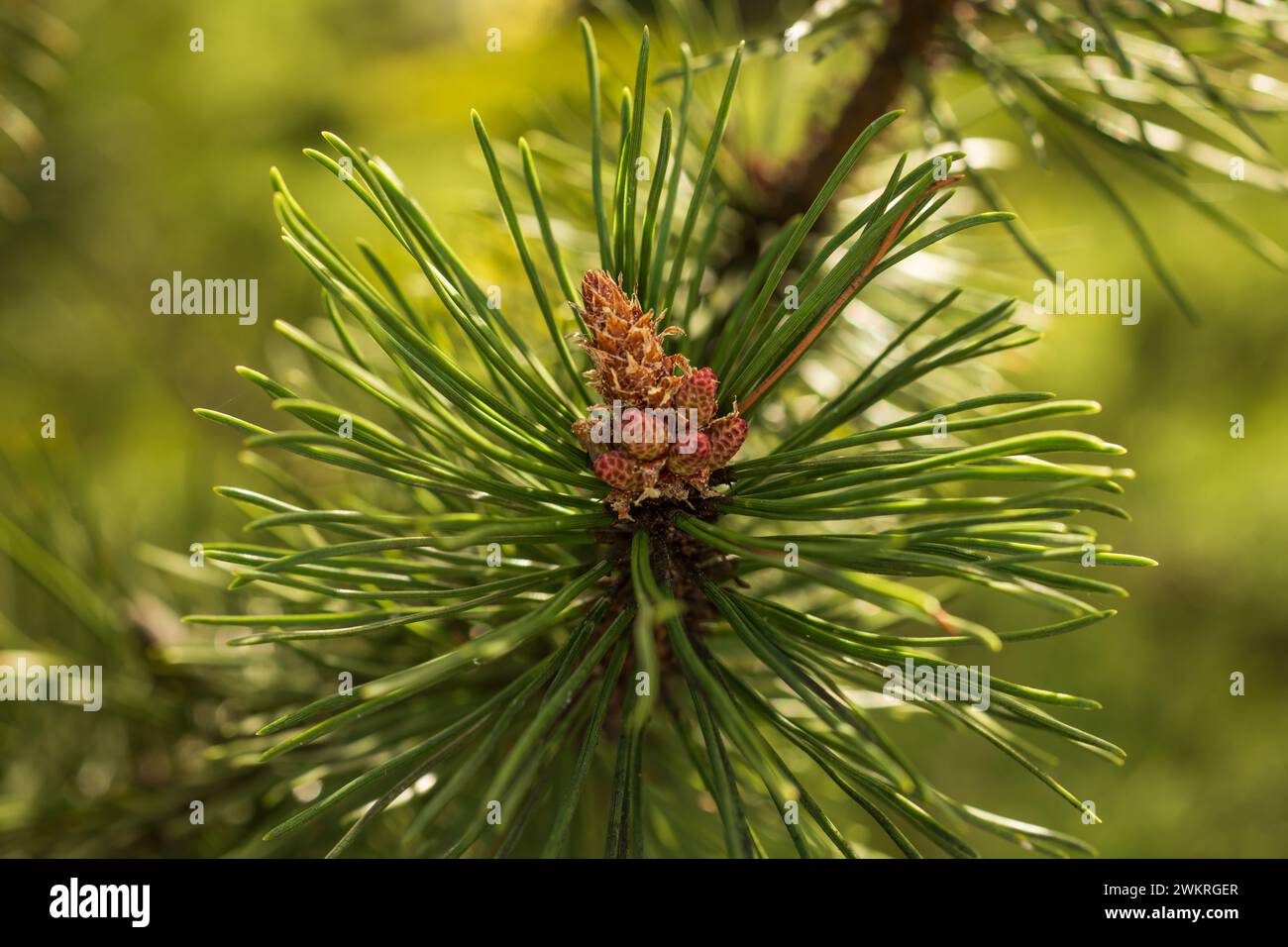 young fresh pine cones in spring. pine needles, blurred background, close-up. Stock Photo