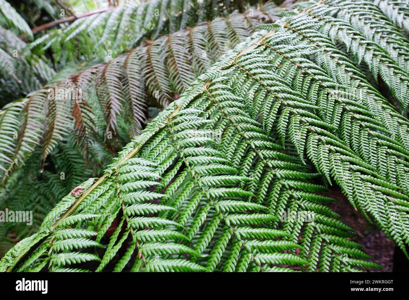 Dicksonia antartica soft tree fern fronds and leaves a native plant of eastern Australia Stock Photo