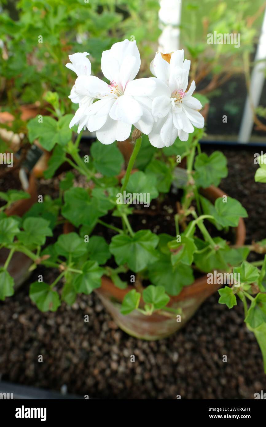 Pelargonium peltatum 'Temprano White' is an ivy geranium shown here in a greenhouse Stock Photo
