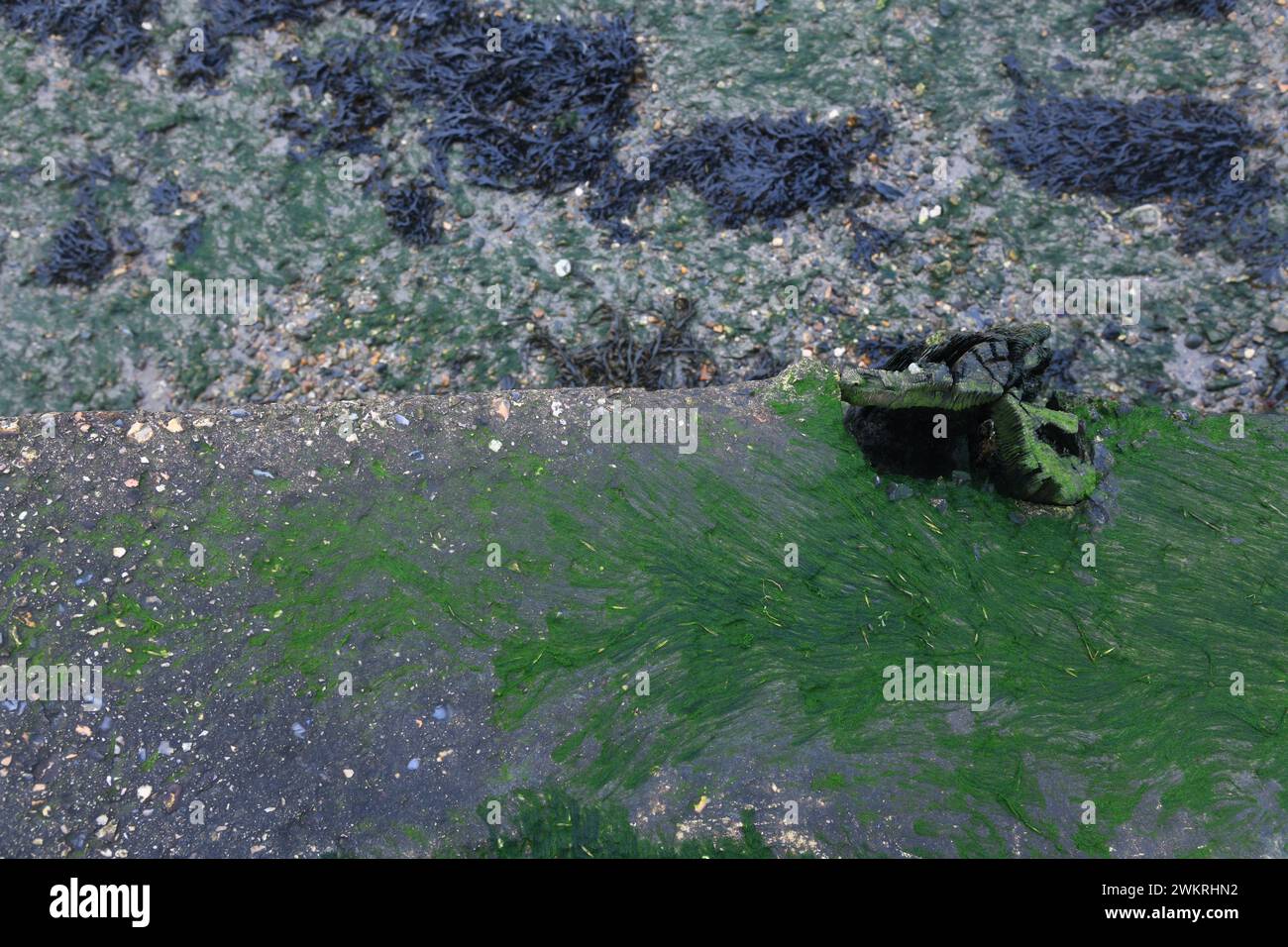Seaweed on sea wall Stock Photo