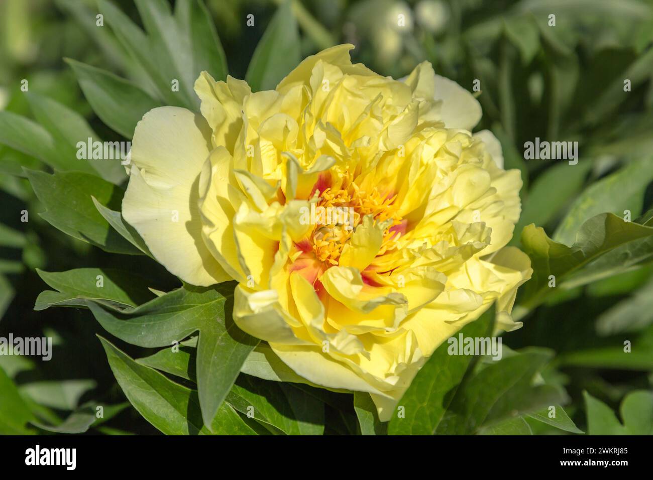 Yellow peony Bartzella blooms against a dark background, close-up. Stock Photo