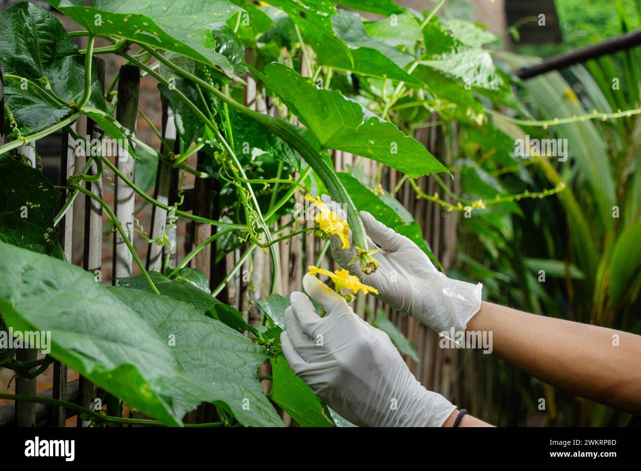 Asian man taking care of Luffa acutangula or other Indonesian name for vegetable gambas on the garden fence Stock Photo