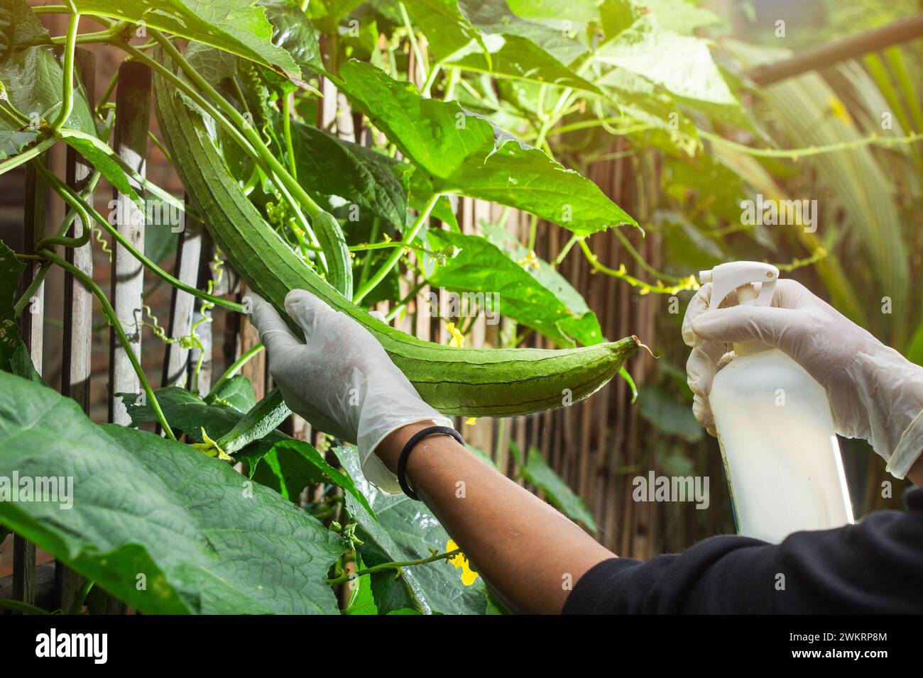 Farmer man is spraying the green leafy vegetable Luffa acutangula (gambas) on the yard fence Stock Photo