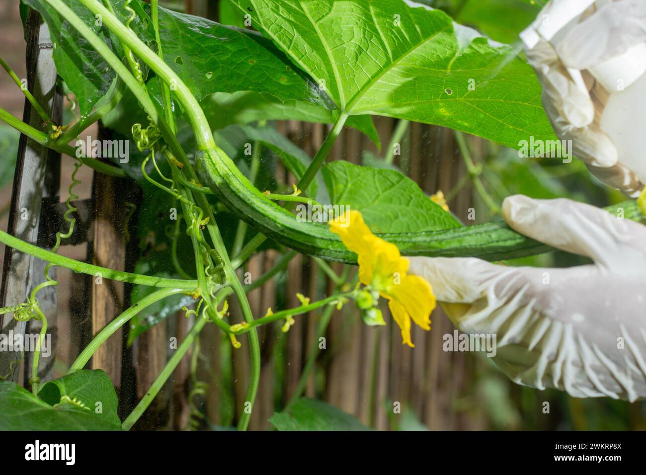 Asian man taking care of Luffa acutangula or gambas vegetable on the garden fence Stock Photo