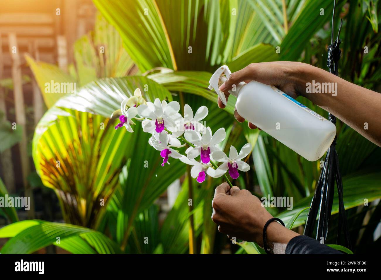 an unnamed man is tending to orchids hanging in the garden against a background of palm leaves Stock Photo